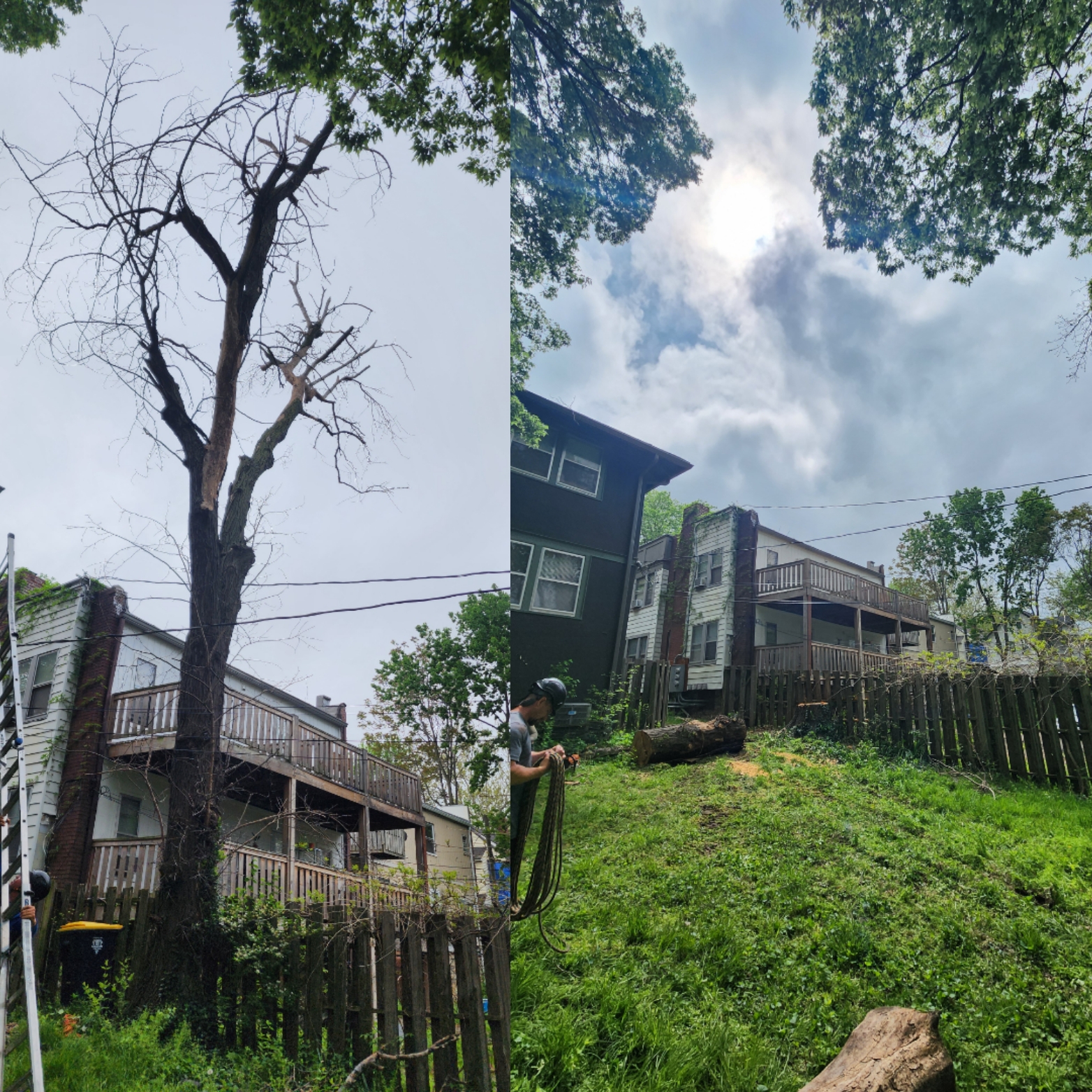 Dead Tree Removal