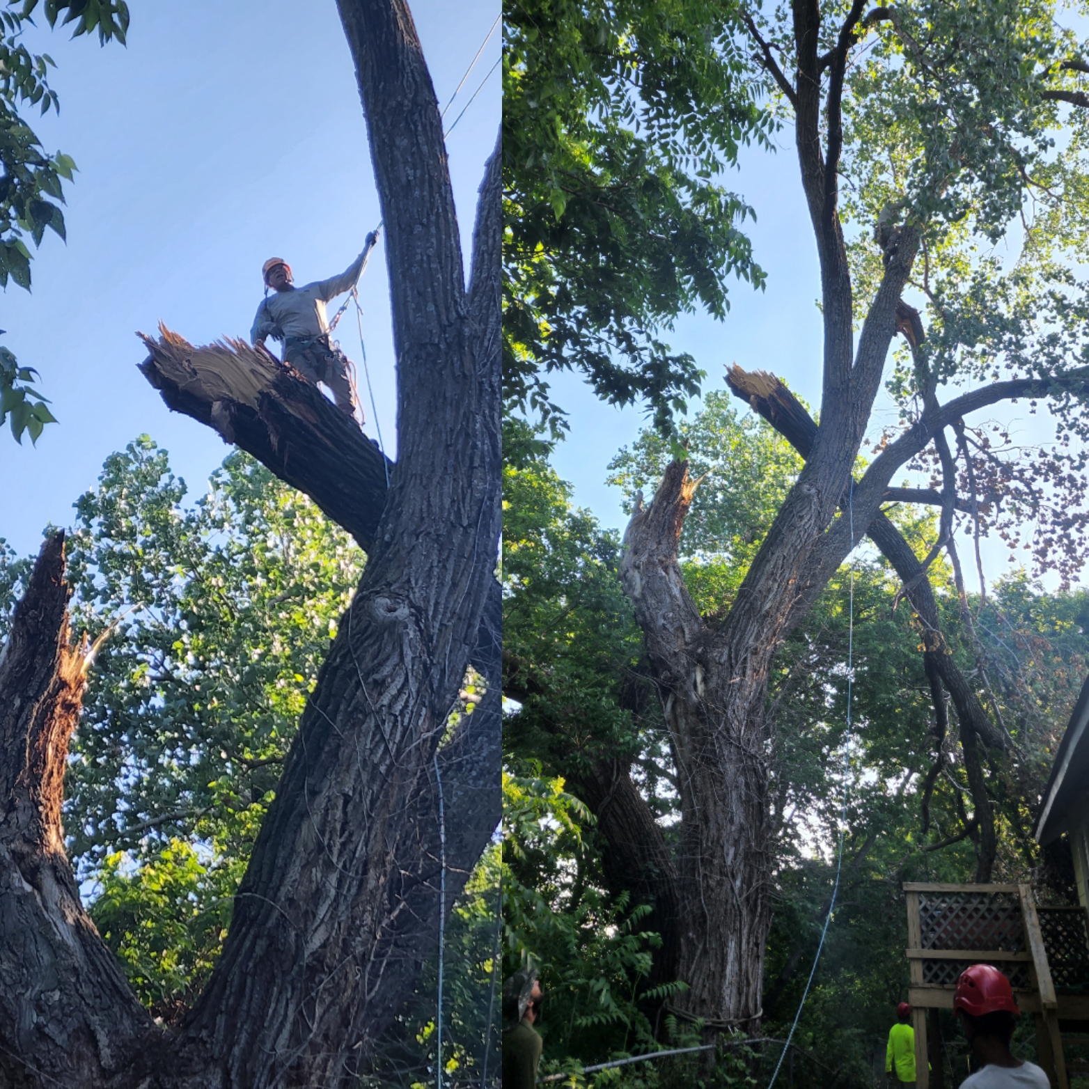 Storm Tree Removal
