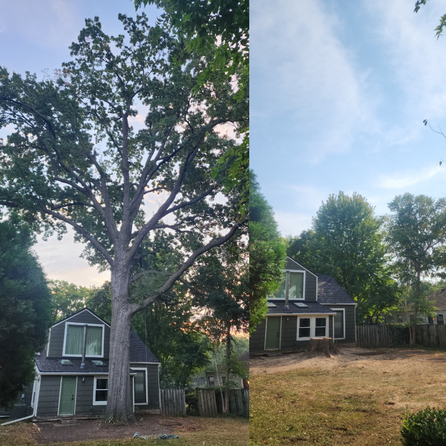 Regular Tree Removal